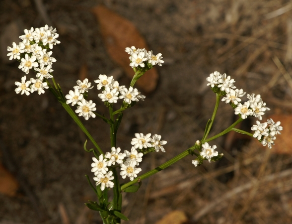 Ixodia achillaeoides